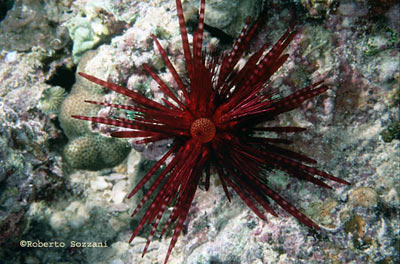 Echinothrix diadema