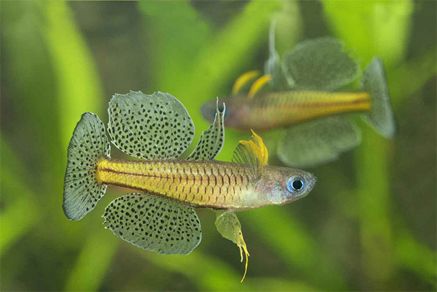 Pesce dolce Pseudomugil gertrudae