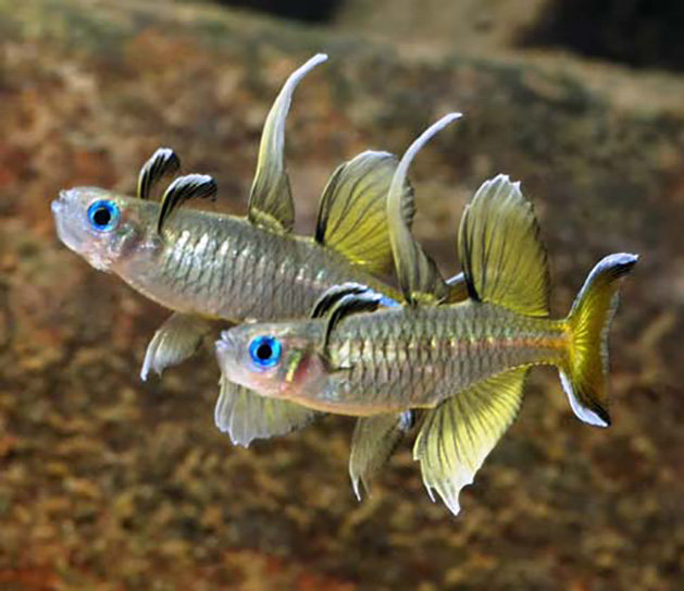 Pesce dolce Pseudomugil gertrudae