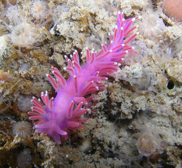 Nudibranco marino n.c.