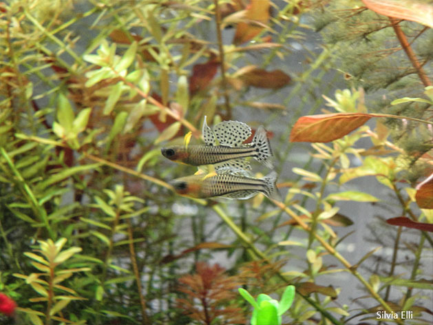 Pesce dolce Pseudomugil gertrudae