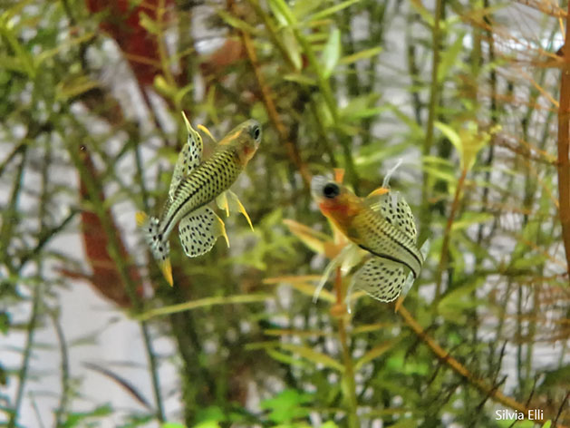 Pesce dolce Pseudomugil gertrudae