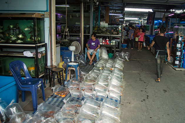 Mercato di Chatuchak Commercianti