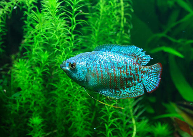 Pesce dolce Colisa lalia maschio
