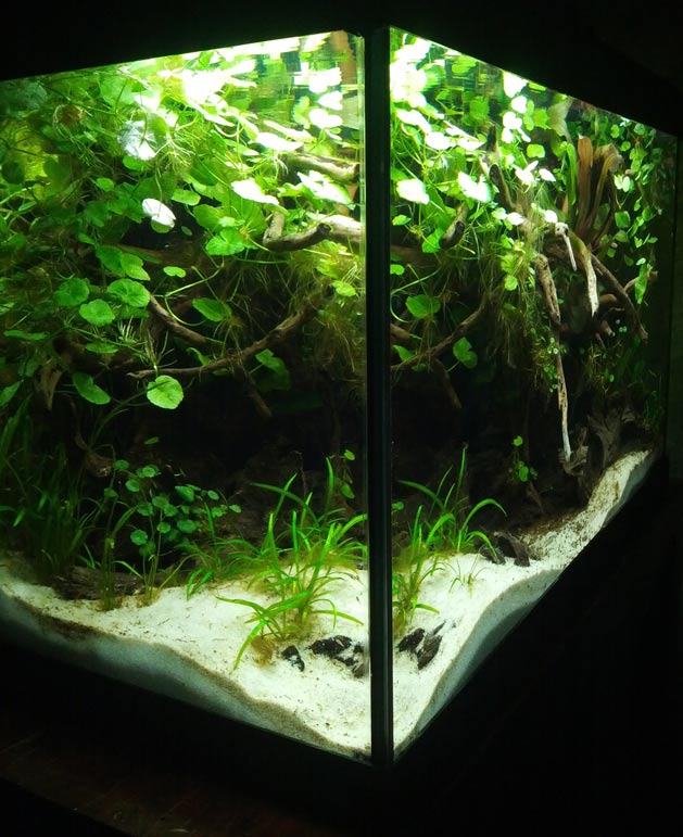 acquario di Massimo Tavazzi
