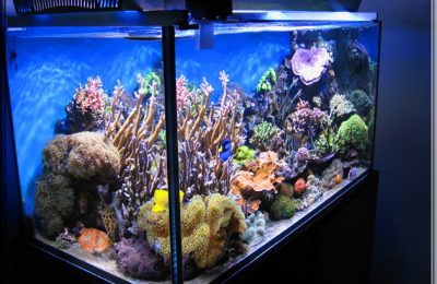 L'acquario di Ferdinando Bertazzini