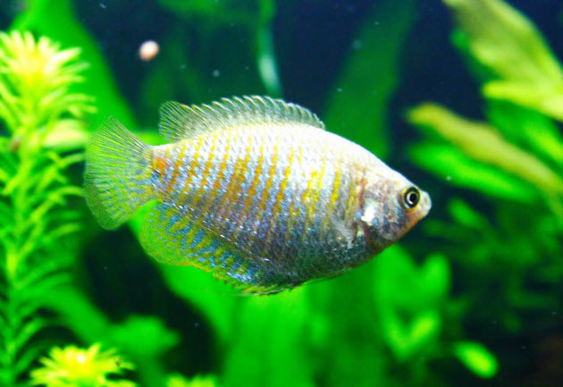 Pesce dolce Colisa lalia femmina