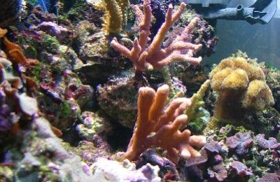 L'acquario di Wortice