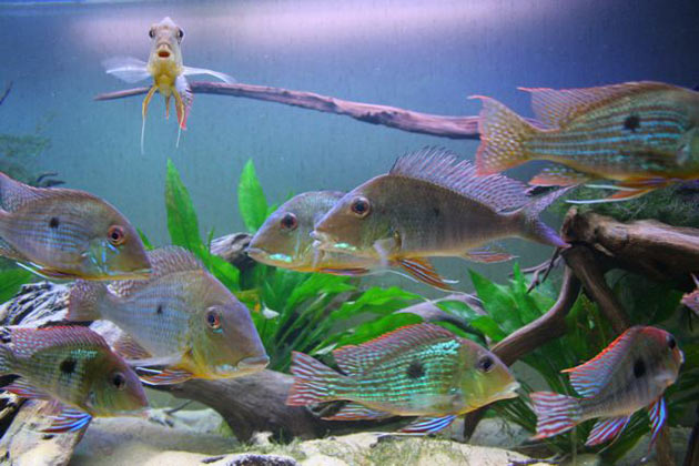 Geophagus in vasca Vasca di Geophagus