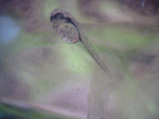 Colisa laila: larva