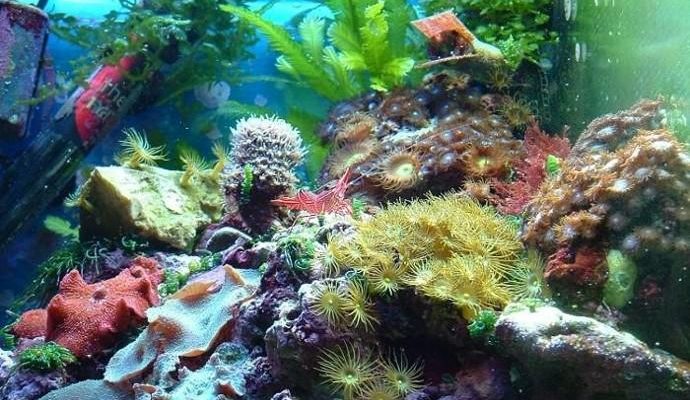 L'acquario di Davide (Vapao)