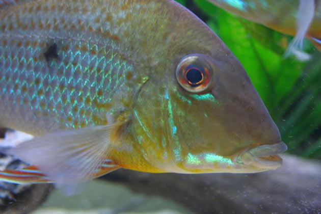 Pesce dolce Geophagus spec. Aeroes