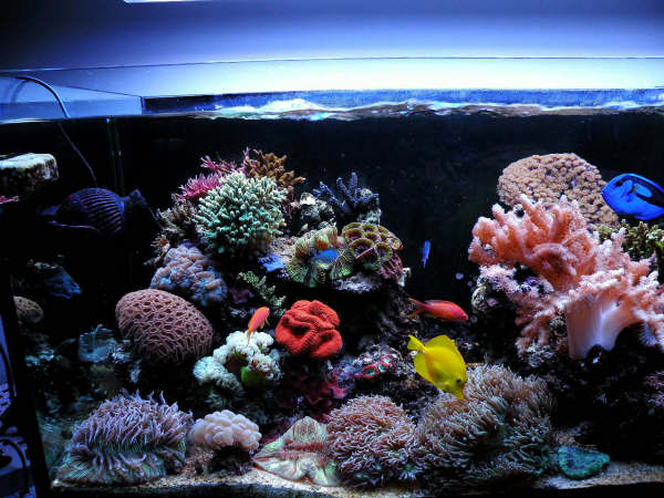 L'acquario di Fabrizio Mazzoli