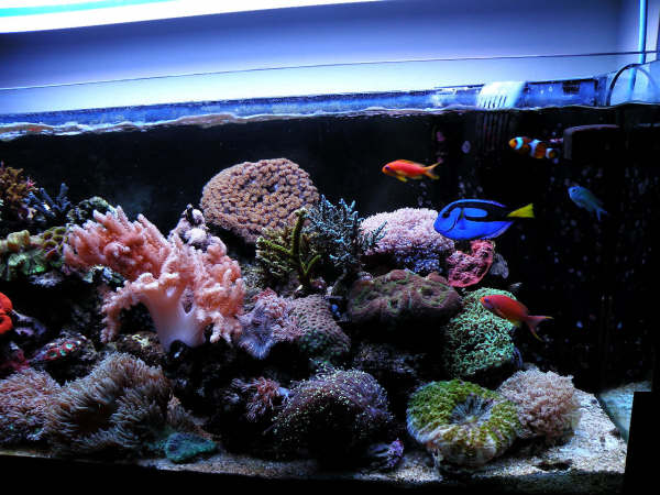 L'acquario di Fabrizio Mazzoli