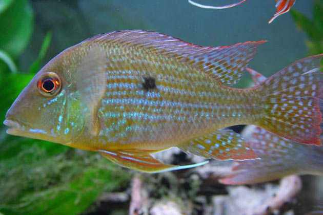 Pesce dolce Geophagus spec. Aeroes