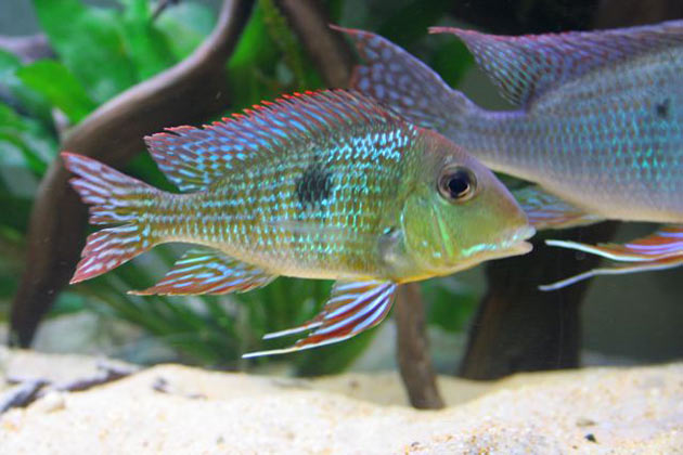 Pesce dolce Femmina di Geophagus spec. Rio Tapajos