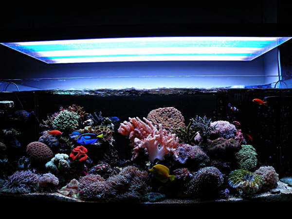 L'acquario di Fabrizio Mazzoli