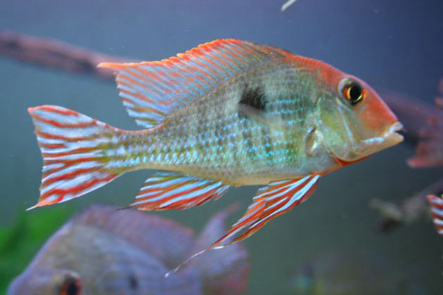 Pesce dolce Geophagus spec. Aeroes Wild maschio