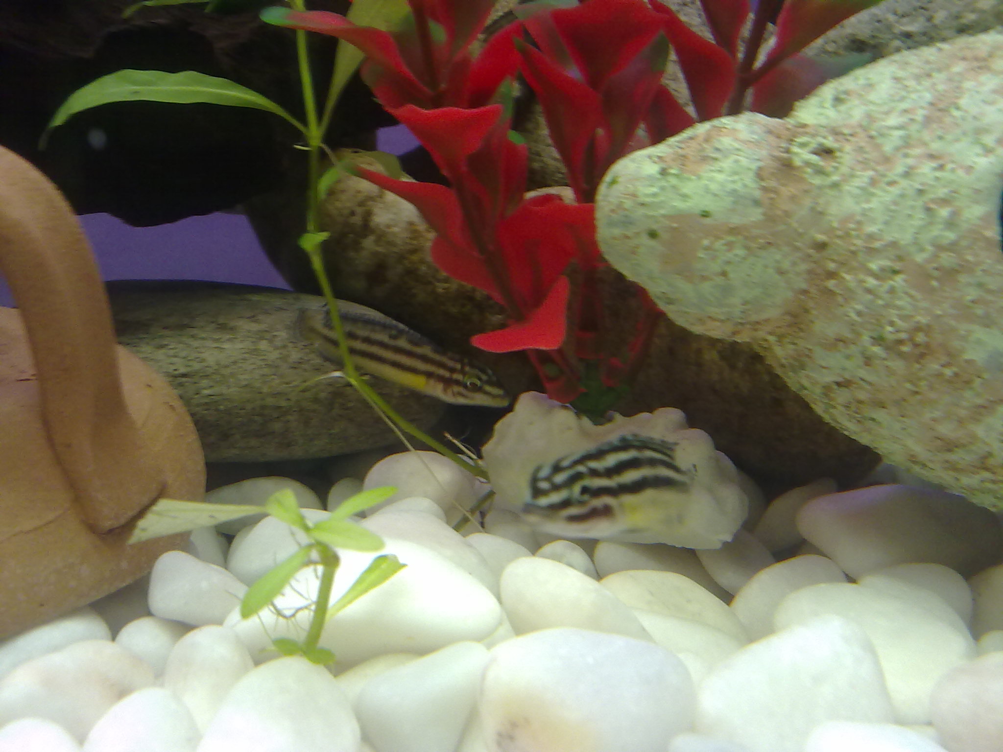 Julidochromis Regani