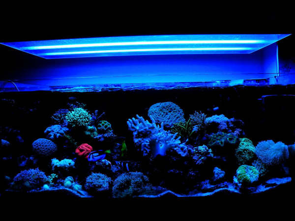 L'acquario di Fabrizio Mazzoli