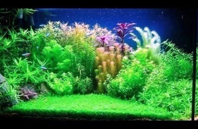 L'acquario di Dario Pezzoni