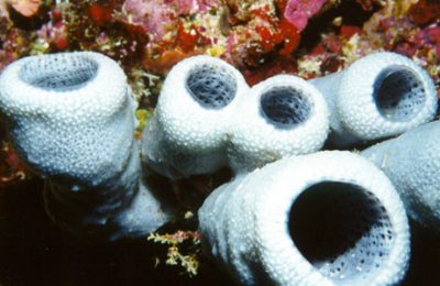 poriferi