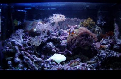 L'acquario di Claudio Tin