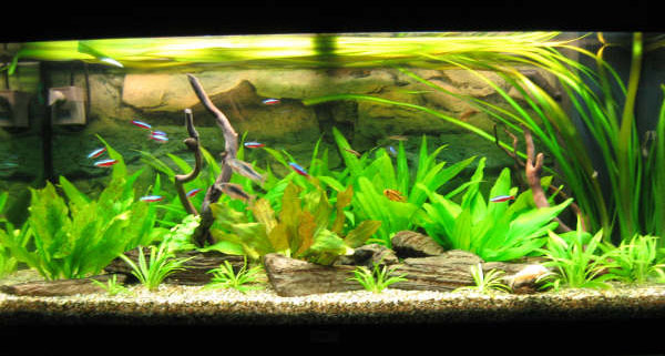 L'acquario di Carlo Augugliaro L'acquario di Carlo Augugliaro
