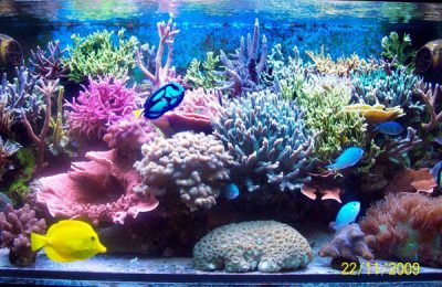 L'acquario di Maurizio Senia