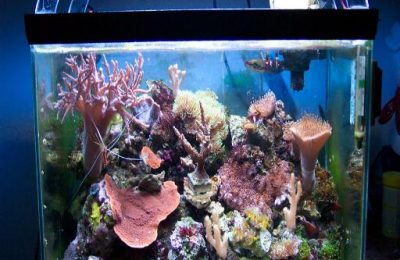 L'acquario di Heros Marai