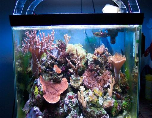L'acquario di Heros Marai