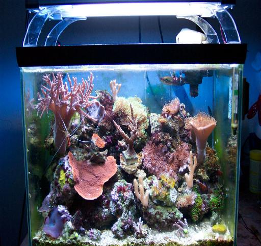 L'acquario di Heros Marai