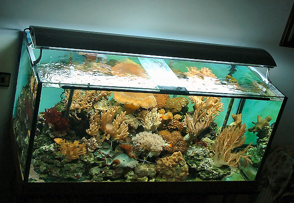 L'acquario di Alessandro Gragnani