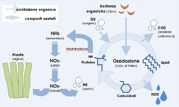 Biochimica della filtrazione