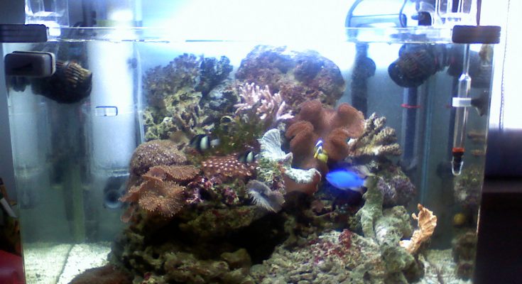 L'acquario di Bigvolpe