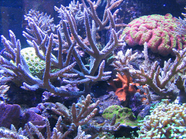 L'acquario di Vito Nicoli