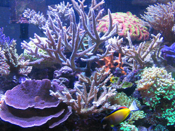 L'acquario di Vito Nicoli