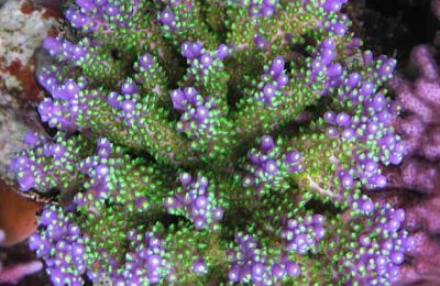 FAQ invertebrati marini Acropora