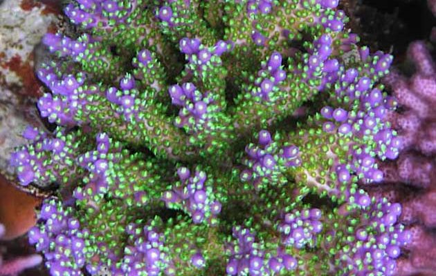 FAQ invertebrati marini Acropora