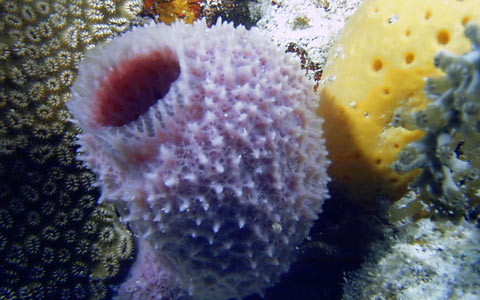 poriferi poriferi