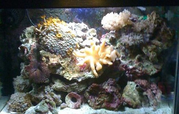 L'acquario di Daniele Bellato