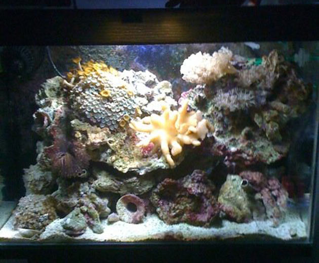 L'acquario di Daniele Bellato