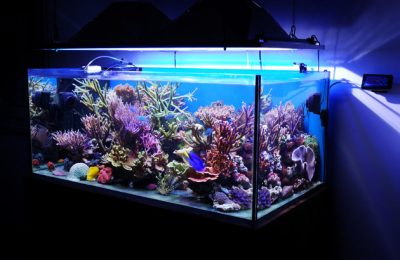 L'acquario di Samuele Albani