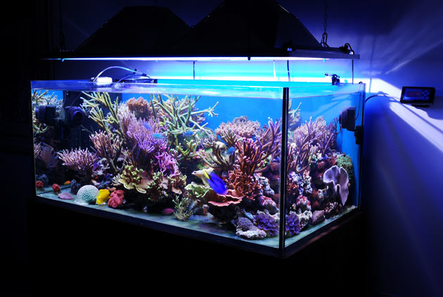 L'acquario di Samuele Albani