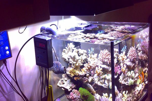 L'acquario di Alessandro Lapergola