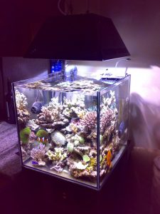 L'acquario di Alessandro Lapergola