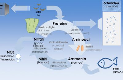 Biochimica della filtrazione