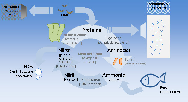 Biochimica della filtrazione