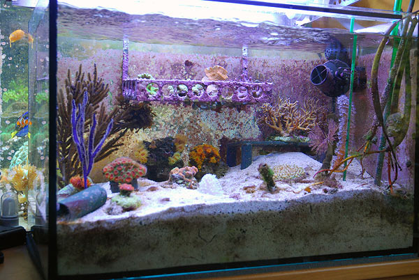 L'acquario di Matteo Algranati