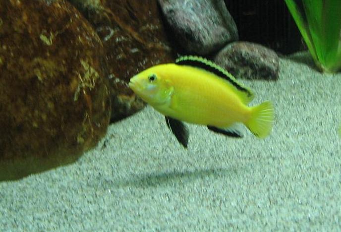 Labidochromis caeruleus